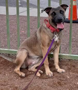 Brownie -  Mixed Breed Dog for Adoption in Hobbs, New Mexico - Brownie | PetCurious