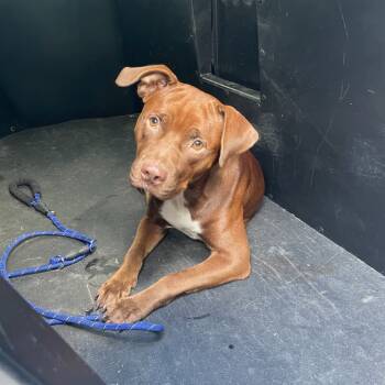 Rescue Mixed Breed Dogs for Adoption in Dickinson, Texas - Sienna | PetCurious