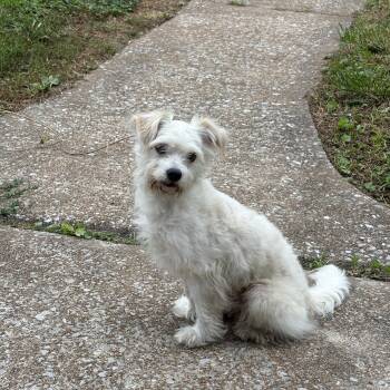 Wabash -  Maltese Dog for Adoption in Shiloh, Illinois - Wabash | PetCurious