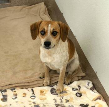 Bullseye -  Beagle and Chihuahua Dog for Adoption in Chambersburg, Pennsylvania - Bullseye | PetCurious