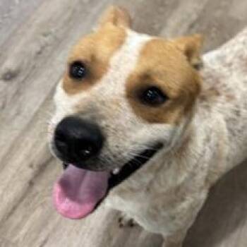 Australian Cattle Dog Blue Heeler Dogs Available for Adoption - Donnor | PetCurious