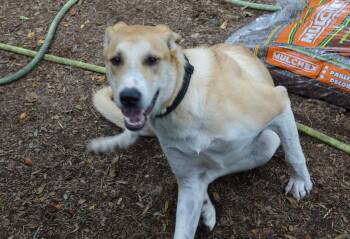 Odie -  Labrador Retriever Dog for Adoption in Doylestown, Pennsylvania - Odie | PetCurious
