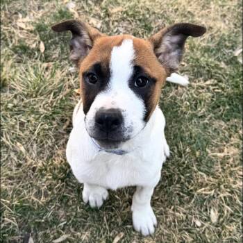 Pit Bull Terrier Dogs Available for Adoption - 220 (2026) Wolf | PetCurious