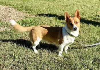 Rescue Corgi and Jack Russell Terrier Dogs for Adoption in Landenberg, Pennsylvania - Zeek & Bella | PetCurious