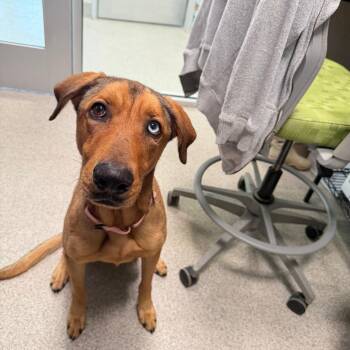 Tiki -  Mixed Breed Dog for Adoption in Englewood, Florida - Tiki | PetCurious