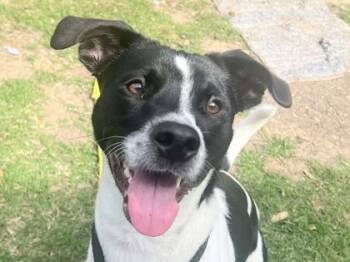 Mixed Breed Dogs Available for Adoption in Georgetown, Texas - Scout | PetCurious