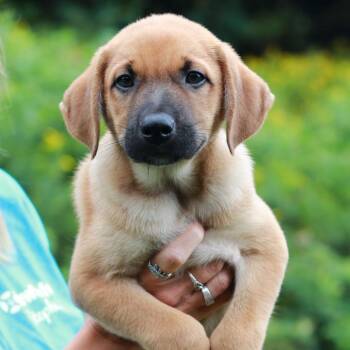 CT Michael -  Shepherd and Mixed Breed Dog for Adoption in Eastford, Connecticut - CT Michael | PetCurious