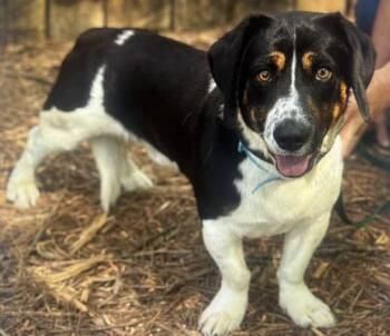 Basset Hound and Australian Shepherd Dogs Available for Adoption in Skyline, Minnesota - Elvis | PetCurious