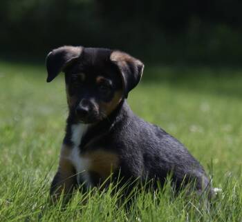 Nathaniel -  Labrador Retriever and German Shepherd Dog Dog Available for Adoption in Mechanicsburg, Pennsylvania - Nathaniel | PetCurious