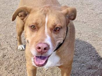 Vicky -  Mixed Breed Dog for Adoption in Georgetown, Texas - Vicky | PetCurious
