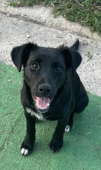 Amelia -  Labrador Retriever and Border Collie Dog for Adoption in Grove, Oklahoma - Amelia | PetCurious
