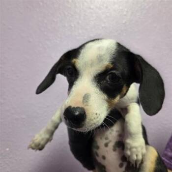 61382515 -  Chihuahua and Dachshund Dog for Adoption in El Paso, Texas - 61382515 | PetCurious
