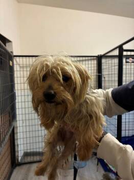 Trixie -  Yorkshire Terrier Dog for Adoption in Thompson Falls, Montana - Trixie | PetCurious