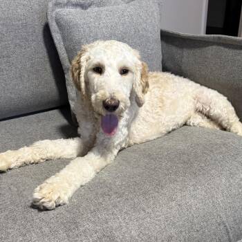 Standard Poodle and Golden Retriever Dogs Available for Adoption in Lakewood Ranch, Florida - Rowan | PetCurious