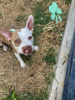 OINKY -  Mixed Breed Dog for Adoption in Dallas, Texas - OINKY | PetCurious