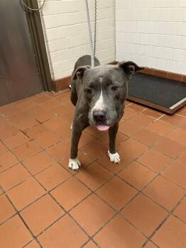 A884238 -  Pit Bull Terrier Dog for Adoption in Camarillo, California - A884238 | PetCurious