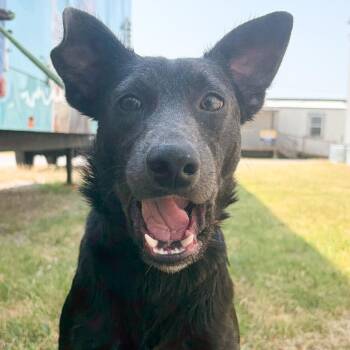 Maddie -  Labrador Retriever and Mixed Breed Dog for Adoption in Tulsa, Oklahoma - Maddie | PetCurious