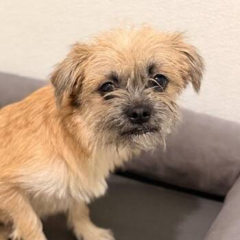 Pinky -  Terrier and Chihuahua Dog for Adoption in Mansfield, Texas - Pinky | PetCurious