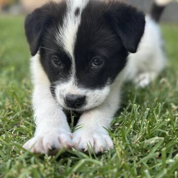 Wally -  Mixed Breed Dog for Adoption in Flagstaff, Arizona - Wally | PetCurious
