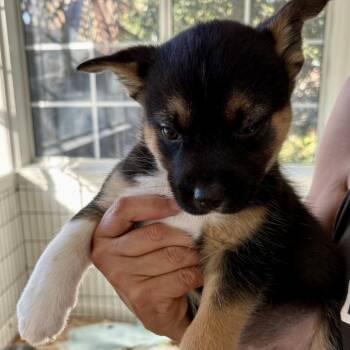 Mixed Breed Dogs Available for Adoption in Sonoma, California - Huck | PetCurious