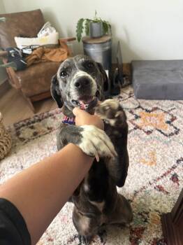 Bluebonnet (Bonnie) -  Plott Hound and Catahoula Leopard Dog Dog for Adoption in Austin, Texas - Bluebonnet (Bonnie) | PetCurious