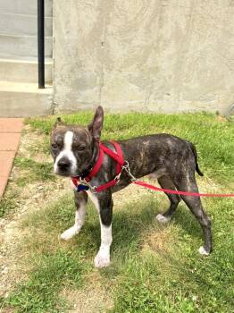 Turnip -  Boston Terrier Dog for Adoption in Mundelein, Illinois - Turnip | PetCurious