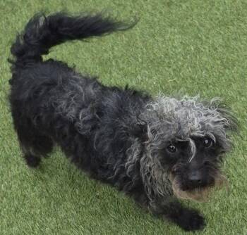 Yorkshire Terrier and Poodle Dogs Available for Adoption - Lexie | PetCurious