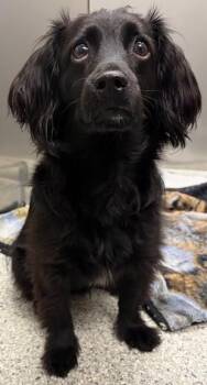 Poptart -  Dachshund and Spaniel Dog for Adoption in Westminster, Maryland - Poptart | PetCurious