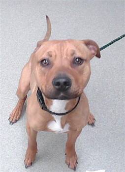 Boxer and Mixed Breed Dogs Available for Adoption in Omaha, Nebraska - BUMBLE BEE | PetCurious