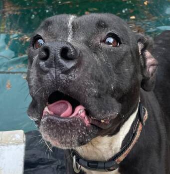 Tuna Helper -  Mixed Breed Dog for Adoption in Cincinnati, Ohio - Tuna Helper | PetCurious