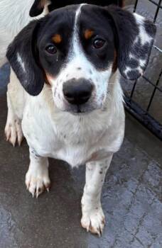 Burt -  Beagle Dog for Adoption in Munfordville, Kentucky - Burt | PetCurious