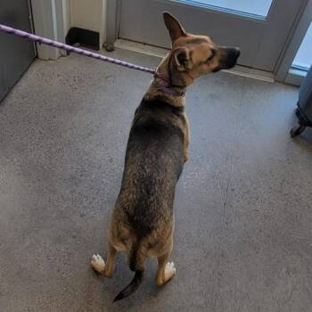 110343 -  Mixed Breed Dog for Adoption in Las Cruces, New Mexico - 110343 | PetCurious