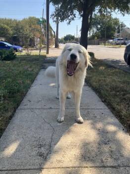 CYLMER -  Mixed Breed Dog for Adoption in Dallas, Texas - CYLMER | PetCurious