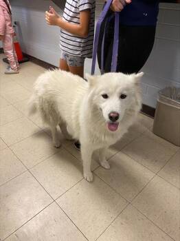 Rescue Siberian Husky Dogs for Adoption in Stockton, California - CLOUD | PetCurious