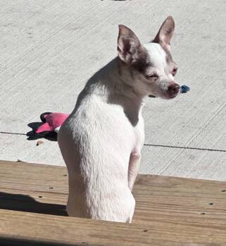 Lily -  Chihuahua Dog for Adoption in Peoria, Illinois - Lily | PetCurious