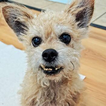 Benji -  Terrier Dog for Adoption in Eustis, Florida - Benji | PetCurious