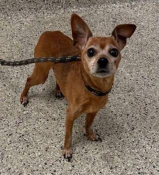 Chong -  Mixed Breed Dog for Adoption in Kansas City, Missouri - Chong | PetCurious