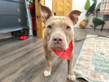 Pit Bull Terrier and American Staffordshire Terrier Dogs Available for Adoption - Macy Mini Pittie Lap Lovin Girly | PetCurious