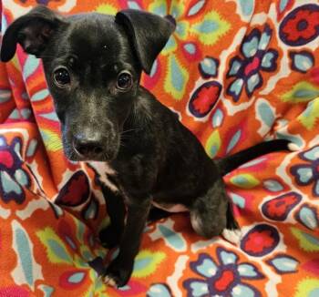 Miss Clementine -  Mixed Breed Dog for Adoption in Mobile, Alabama - Miss Clementine | PetCurious