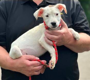 Kirk -  Australian Cattle Dog Blue Heeler Dog for Adoption in Millfield, Ohio - Kirk | PetCurious