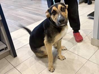 CHARLEE -  German Shepherd Dog and Mixed Breed Dog for Adoption in Rowlett, Texas - CHARLEE | PetCurious