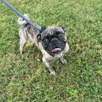 Moe -  Pug Dog for Adoption in Hughesville, Maryland - Moe | PetCurious