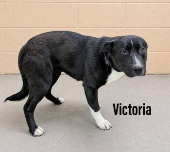 Staffordshire Bull Terrier and Labrador Retriever Dogs Available for Adoption in Clearfield, Kentucky - Victoria | PetCurious