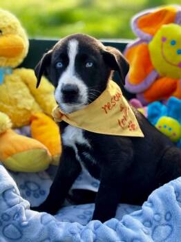 Mixed Breed Dogs Available for Adoption in Joppa, Alabama - Alaska | PetCurious