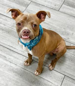 Harold the pug mix pup -  Pug and American Staffordshire Terrier Dog for Adoption in Muskego, Wisconsin - Harold The Pug Mix Pup | PetCurious
