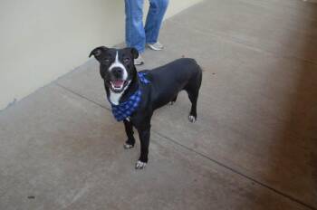 Rigel -  Pit Bull Terrier Dog for Adoption in Mckinney, Texas - Rigel | PetCurious
