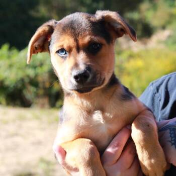 CT Buford -  German Shepherd Dog and Mixed Breed Dog for Adoption in Stormville, New York - CT Buford | PetCurious