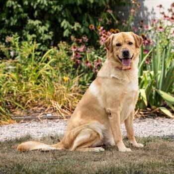 Thor -  Golden Retriever and Mixed Breed Dog for Adoption in Council Bluffs, Iowa - Thor | PetCurious