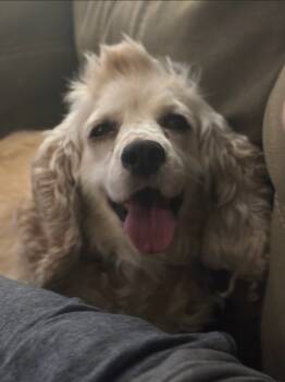 Rescue Cocker Spaniel Dogs for Adoption in Toronto, Ontario - Autumn | PetCurious