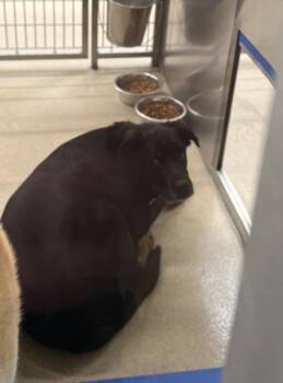 Rottweiler and Mixed Breed Dogs Available for Adoption in North Richland Hills, Texas - Deeno | PetCurious
